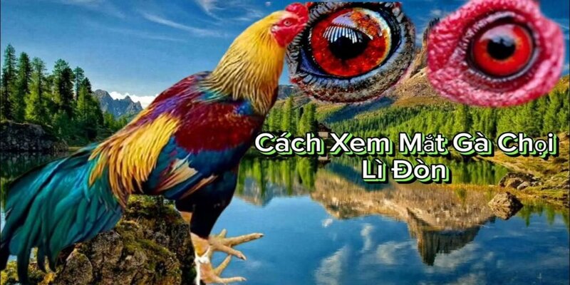 cách xem mắt gà chọi