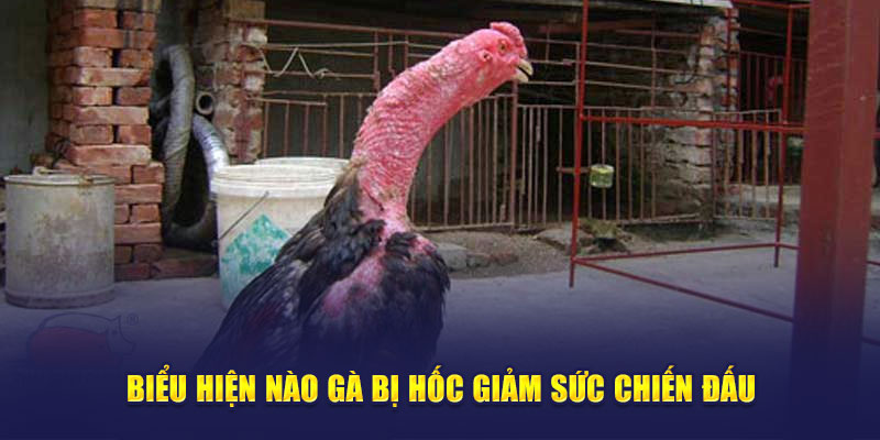 Gà bị hốc dẫn đến tính chiến đấu giảm sút rõ rệt