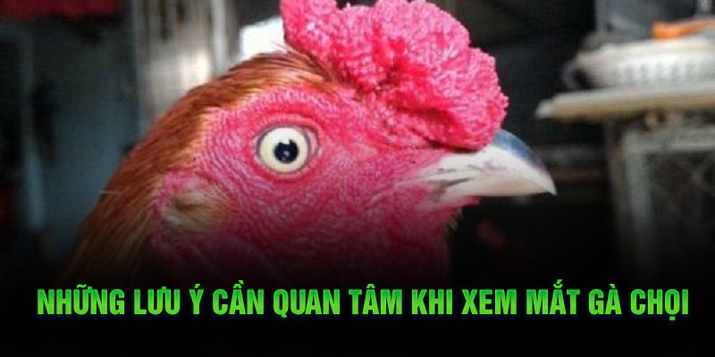 Một vài lưu ý để xem mắt gà chọi được hiệu quả