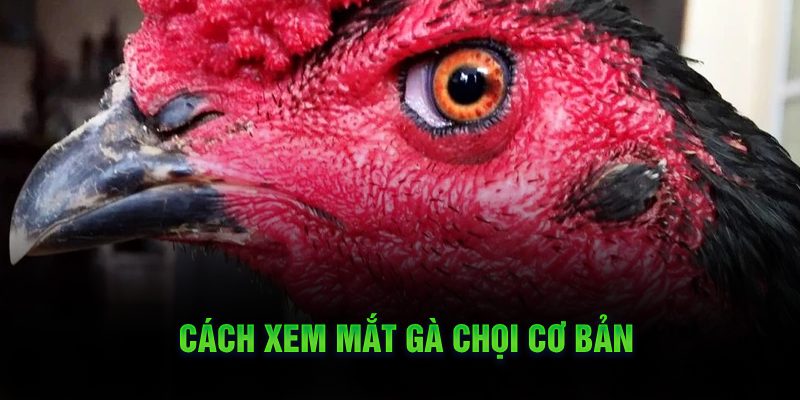 Người chơi nên áp dụng các cách xem mắt gà chơi trên đây