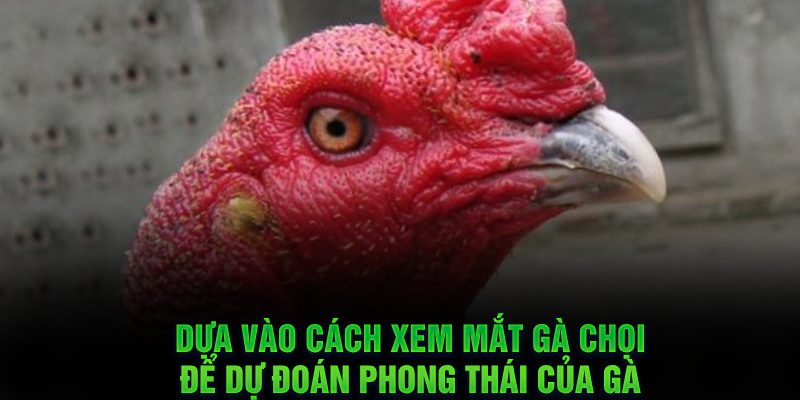 Phong thái của gà chọi ảnh hưởng từ việc xem mắt
